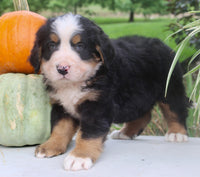 Theo Male AKC Bernese Mountain Dog $1800