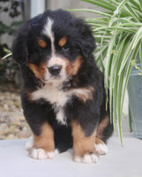 Chad Male AKC Bernese Mountain Dog $1800