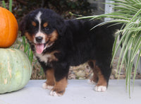 Chad Male AKC Bernese Mountain Dog $1800