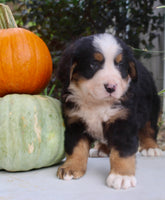 Theo Male AKC Bernese Mountain Dog $1800