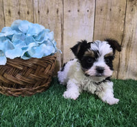 Valentino Male Biewer Terrier $2800
