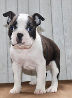 Chester Male Boston Terrier $1000