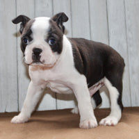 Chester Male Boston Terrier $1000