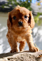 Dexter Male AKC Cavalier $1750