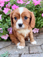 Mario Male AKC Cavalier $1895