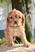 Dexter Male AKC Cavalier $1750