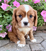 Mario Male AKC Cavalier $1895