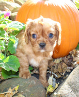 Dexter Male AKC Cavalier $1750
