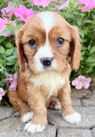 Mario Male AKC Cavalier $1895