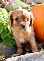 Dexter Male AKC Cavalier $1750
