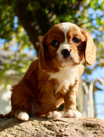 Mario Male AKC Cavalier $1895