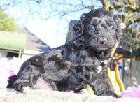 Gibbs Male Cavapoo $950