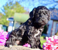 Gibbs Male Cavapoo $950