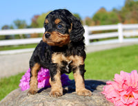 Frankie Male Cavapoo $1350