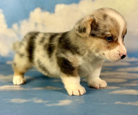 Corgi 