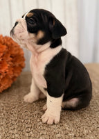Brutus Male English Bulldog $1300