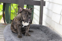 Jackson Male English Bulldog $499