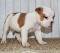 Buckeye  Male English Bulldog $1300