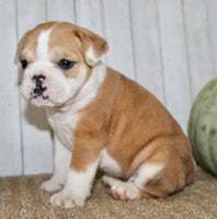 Arlo Male English Bulldog $1300
