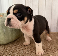 Brutus Male English Bulldog $1300