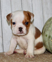 Buckeye  Male English Bulldog $1300