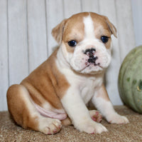 Arlo Male English Bulldog $1300