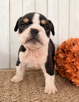 Brutus Male English Bulldog $1300