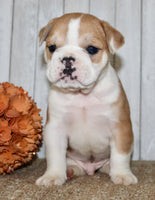 Arlo Male English Bulldog $1300