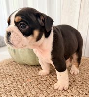 Brutus Male English Bulldog $1300