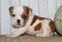 Buckeye  Male English Bulldog $1300