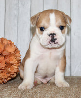 Arlo Male English Bulldog $1300