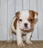Buckeye  Male English Bulldog $1300