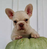 Hendricks AKC Male French Bulldog $1450