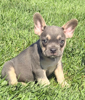 Frankie Male AKC French Bulldog $1450