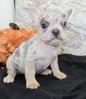 Huck Male AKC French Bulldog $1400