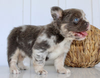 Dakota Male AKC Fluffy French Bulldog $2950