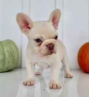 Hendricks AKC Male French Bulldog $1450