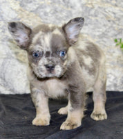 Lance Male AKC French Bulldog $1500
