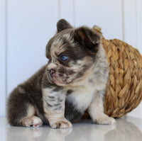 Dakota Male AKC Fluffy French Bulldog $2950