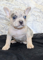 Huck Male AKC French Bulldog $1400