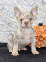 Ernie Male AKC French Bulldog $1350