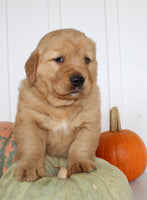 Brock Male AKC Golden Retriever $1999