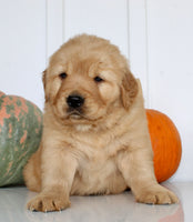 Buddy Male AKC Golden Retriever $1999