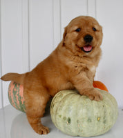 Brock Male AKC Golden Retriever $1999