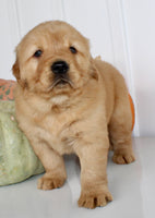 Buddy Male AKC Golden Retriever $1999