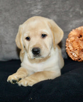 Sam Male AKC Labrador Retriever $1250