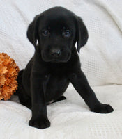 Shadow Male AKC Labrador Retriever $1250
