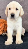 Sawyer Male AKC Labrador Retriever $1250
