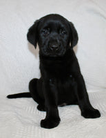 Shadow Male AKC Labrador Retriever $1250