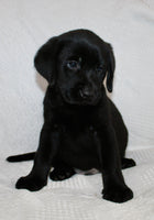 Shadow Male AKC Labrador Retriever $1250